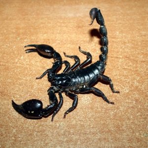 Heterometrus petersii