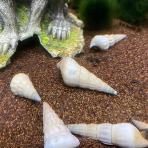 Brotia herculea bianca L