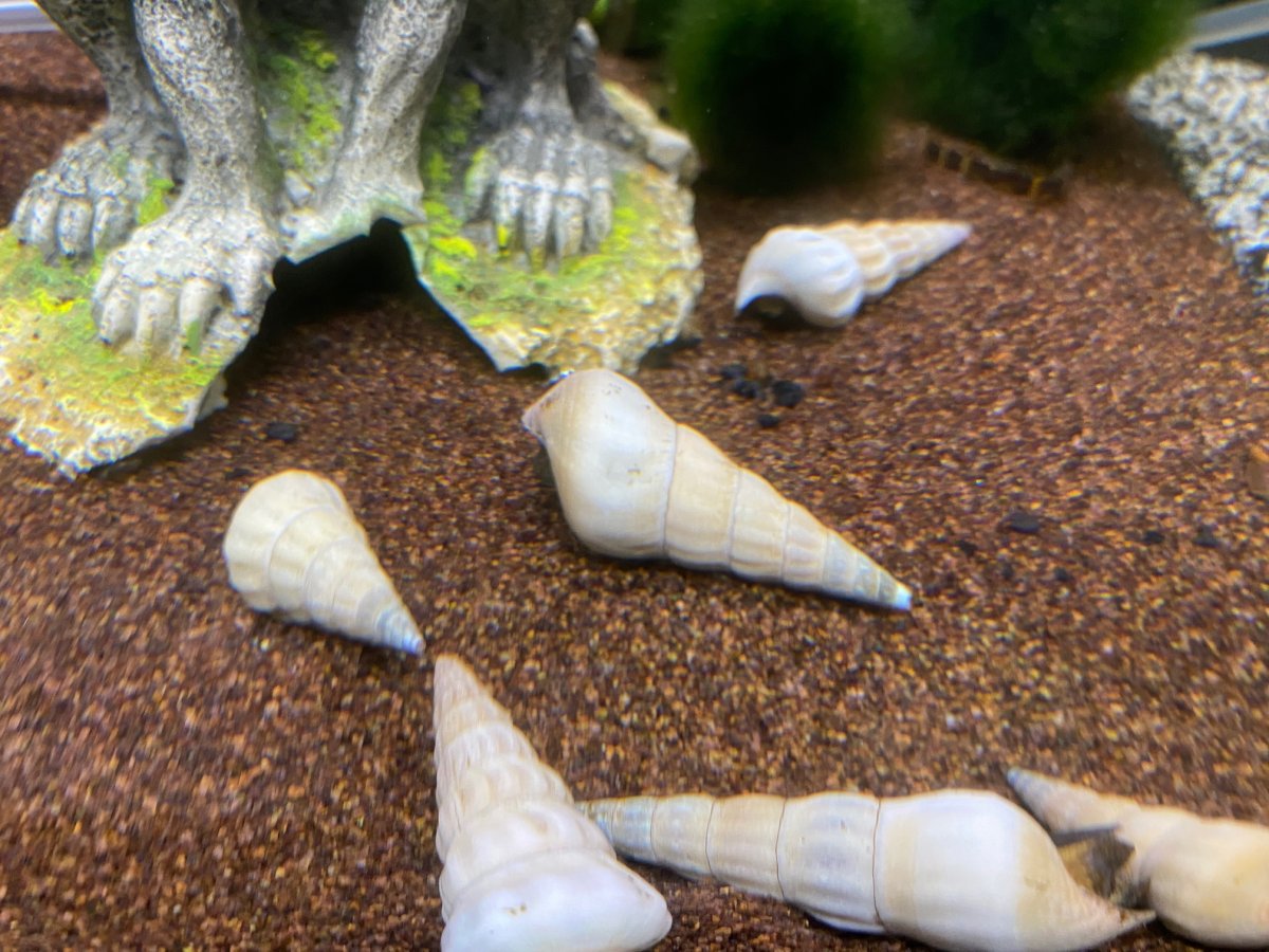 Brotia herculea bianca L