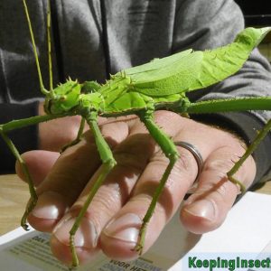 Heteropteryx dilatata Fasmidi giganti della Malesia