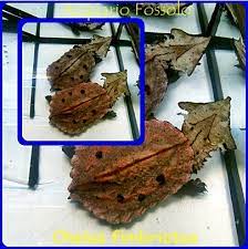 Mata Mata Chelus fimbriatus Tartaruga foglia