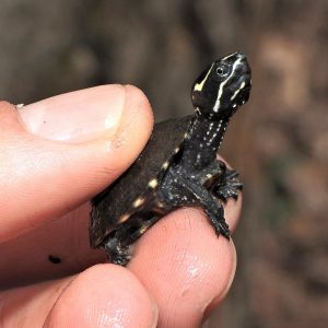 Sternotherus odoratus Tartaruga nana del muschio