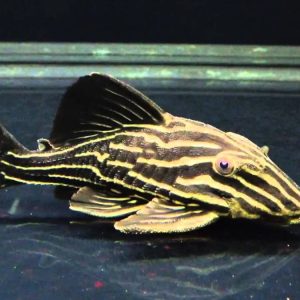 L027 PANAQUE NIGROLINEATUS