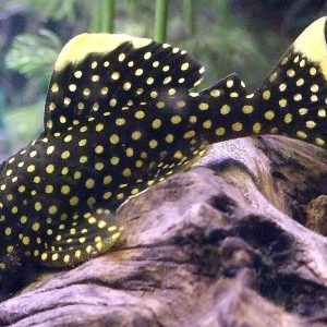 L18 BARYANCISTRUS GOLDEN NUGGET (Nocciolino d’oro)