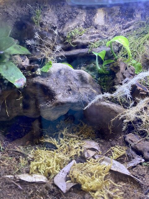 Lasiodora parahybana con Habitat - immagine 3