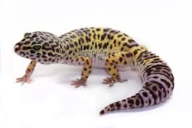 Eublepharis macularius – Geko leopardino