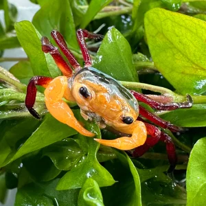 Lepidotelphusa menneri var. Biancocher-Yellow