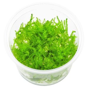 Leptodictyum riparium “Stringy Moss” in cup/vitro