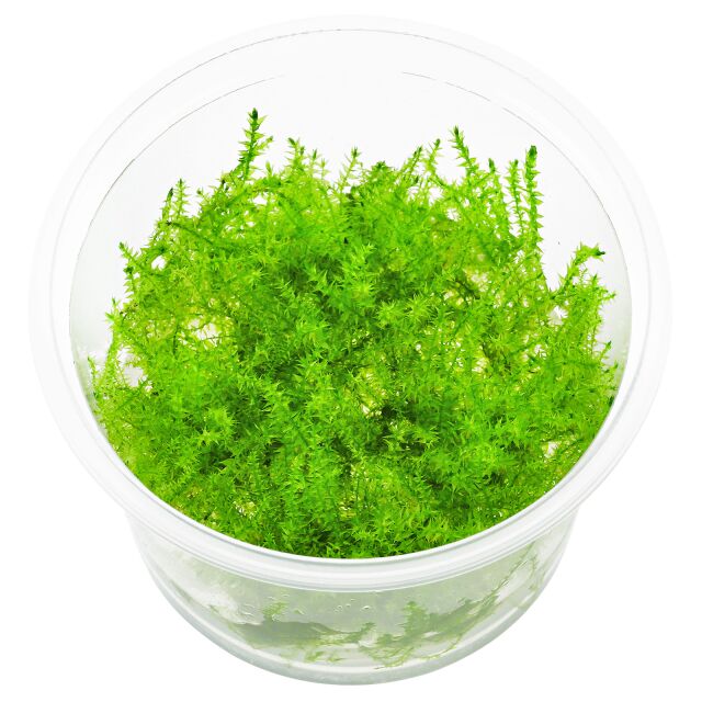 Leptodictyum riparium “Stringy Moss” in cup/vitro