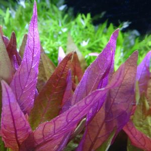 Alternanthera “LILACINA”