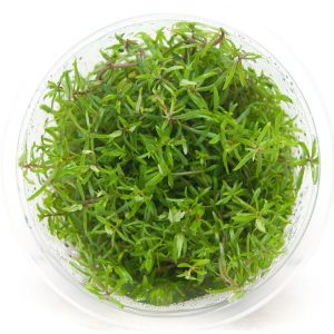 Limnophila Mini “Vietnam”