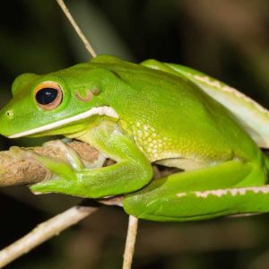 Litoria infrafrenata