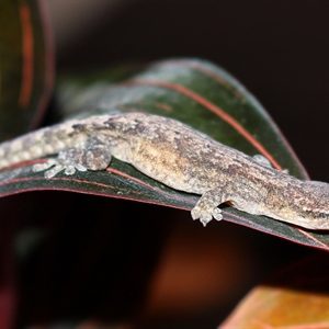LEPIDODACTYLUS LUGUBRIS