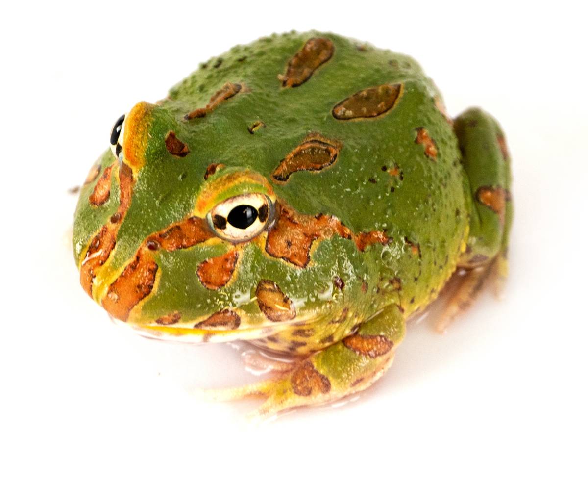 Ceratophrys cranwelli PacMan Frog - immagine 4