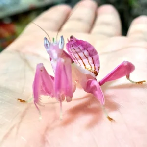 Hymenopus coronatus Mantide orchidea