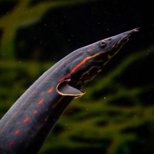 Mastacembelus erythrotaenia  Fire Spiny Eel – speciale taglia XL