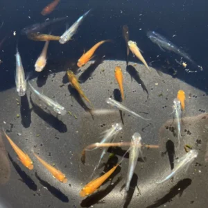 5 MEDAKA spp assortiti