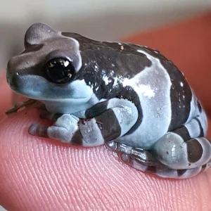 Trachycephalus resinifictrix Milk Frog