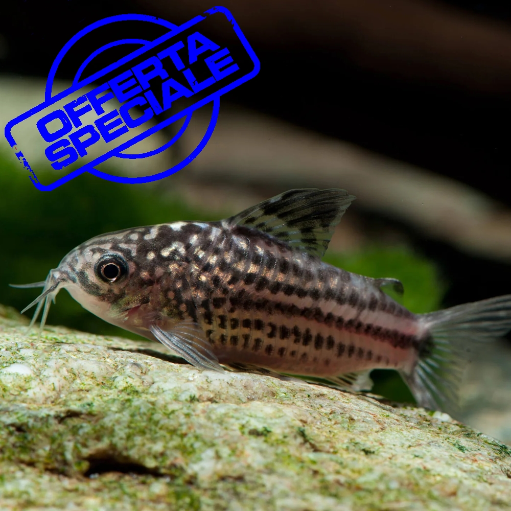 3x Corydoras Napoensis - immagine 2