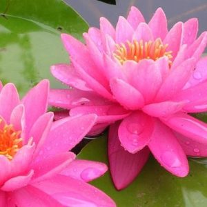 Ninphaea per laghetto ornamentale