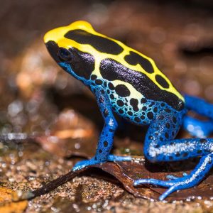 Dendrobates tinctorius nominat