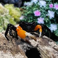 Lepidothelphusa spp. Ninja Crab Orange arm