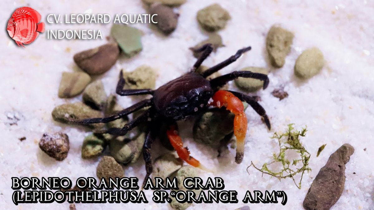 Lepidothelphusa spp. Ninja Crab Orange arm - immagine 3