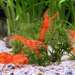 Cambarellus pazcuarensis