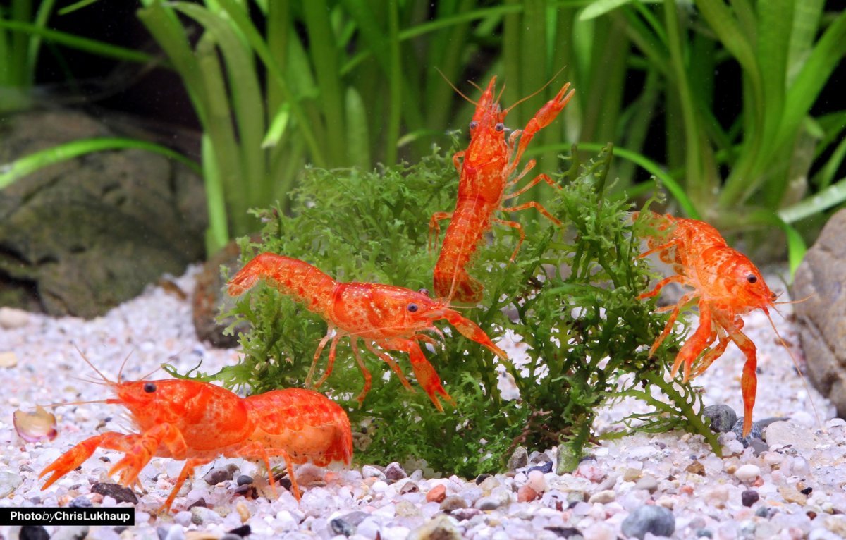 Cambarellus pazcuarensis - immagine 2