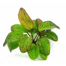 Echinodorus ozelot red