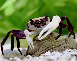 Lepidothelphusa cognetti Panda crab