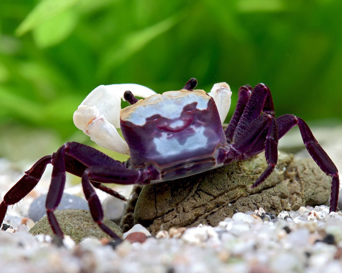 Lepidothelphusa cognetti Panda crab - immagine 3