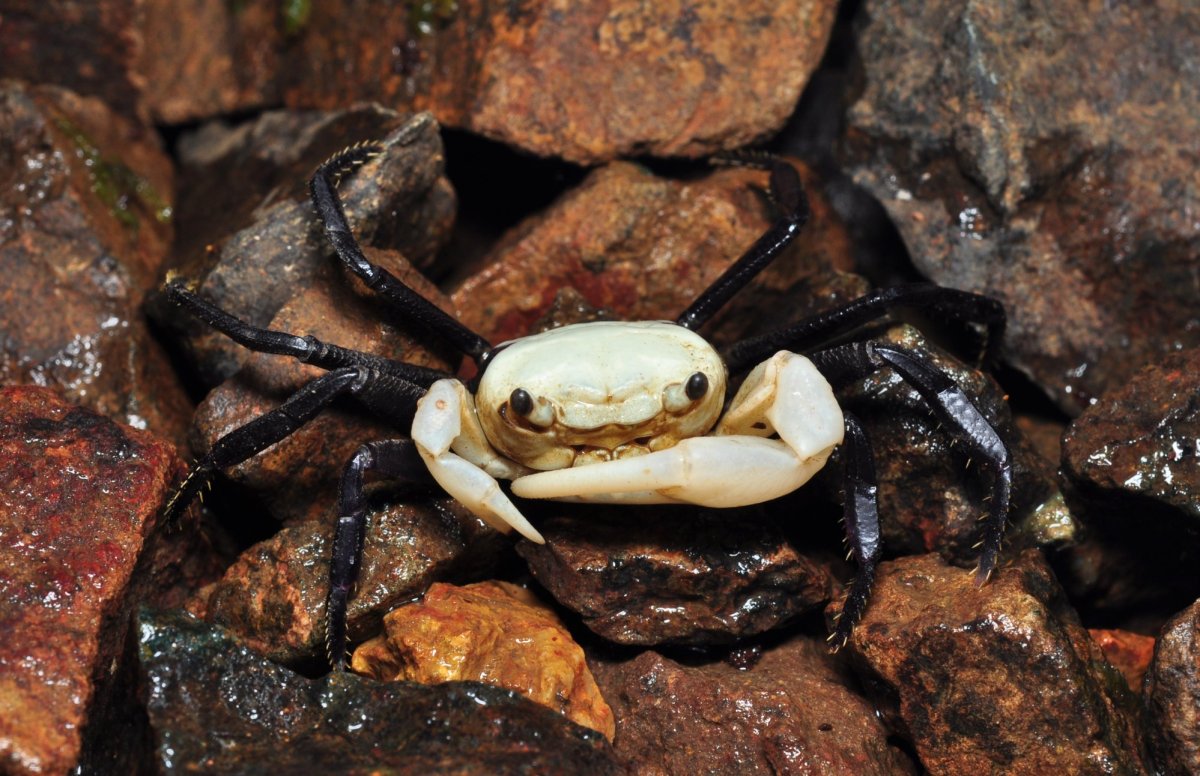 Lepidothelphusa cognetti Panda crab - immagine 4