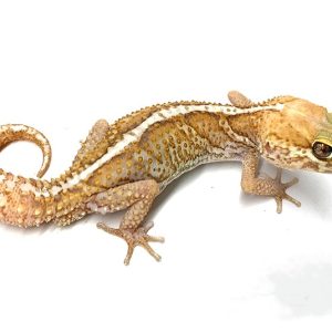 Paroedura picta xantich