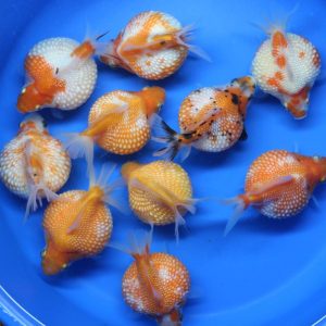 Pearl GoldFish Chicchi di riso