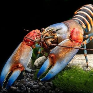 Cherax peckni papua zebra L