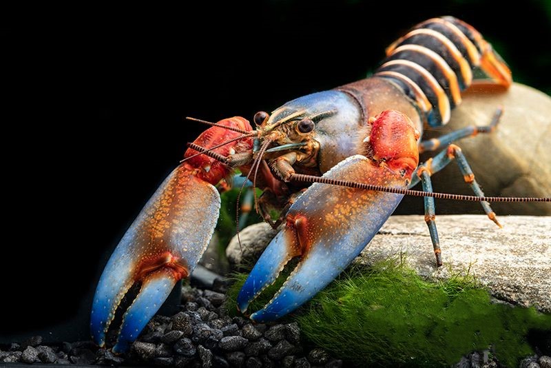 Cherax peckni papua zebra L