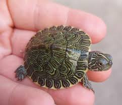 Pseudemys peninsularis