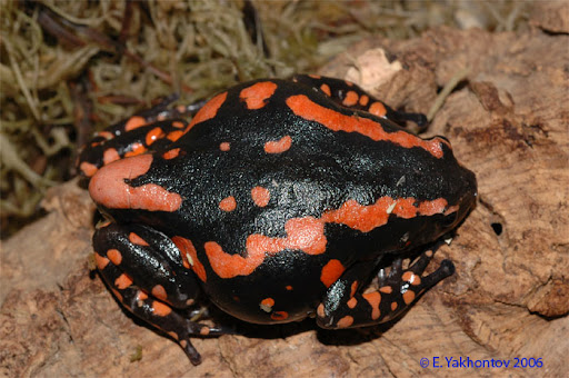 Phrynomerus bifasciatus - immagine 4