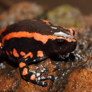 Phrynomerus bifasciatus