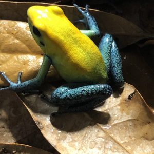 Phyllobates bicolor