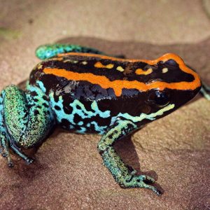 Phyllobates vittatus