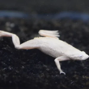 Hymenochirus curtipes var.Platino