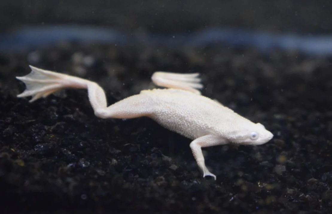 Hymenochirus curtipes var.Platino