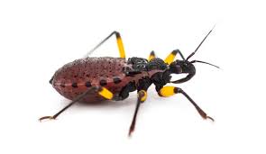 Platymeris biguttatus Cimice assassina gigante africana