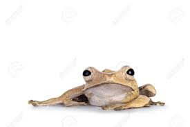 Polypedates otilophus