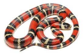 Lampropeltis polyzona