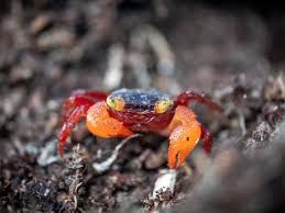 Geosesarma pontianak white mandarin crab - immagine 4