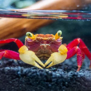 Geosesarma pontianak white mandarin crab