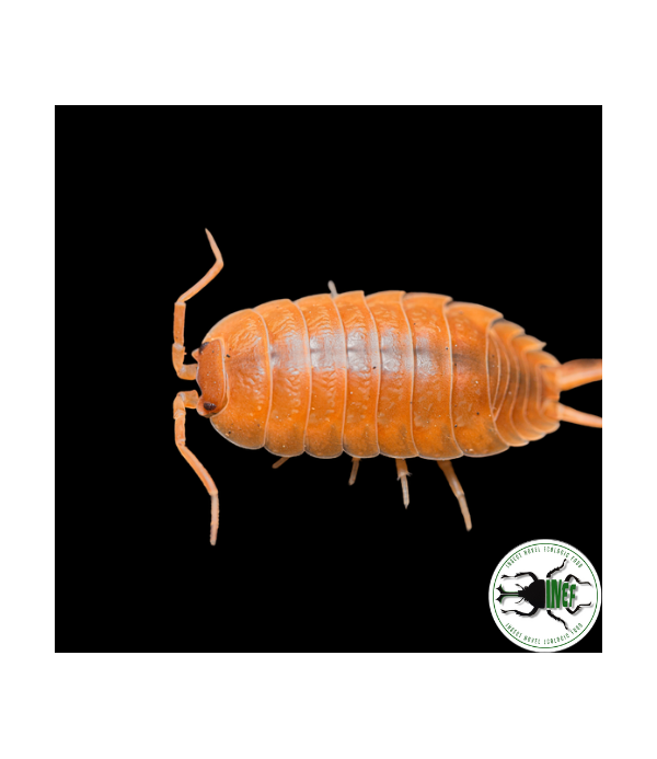 Isopodi per terrari bioattivi - immagine 4